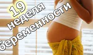 19 неделя беременности