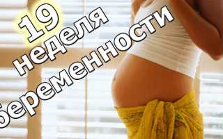 19 неделя беременности