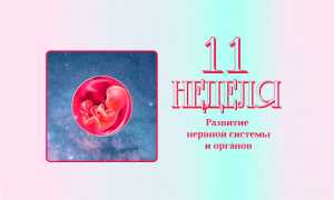 11 неделя беременности