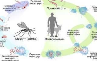 Лейшмания — описание паразита, пути заражения, симптомы, диагностика, методы лечения и профилактика