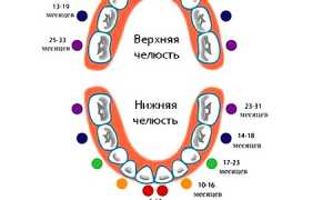 Развитие двухлетнего ребенка