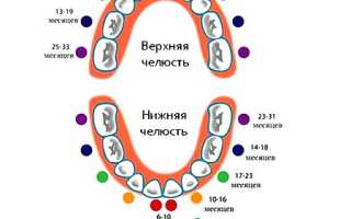 Развитие двухлетнего ребенка