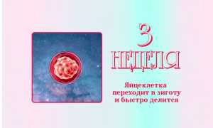 3 неделя беременности