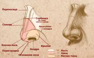 Анатомия человека: как устроен нос