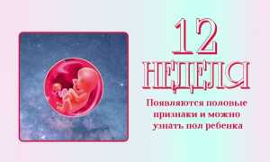 12 неделя беременности