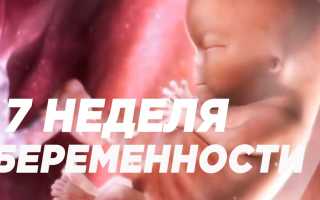 7 неделя беременности